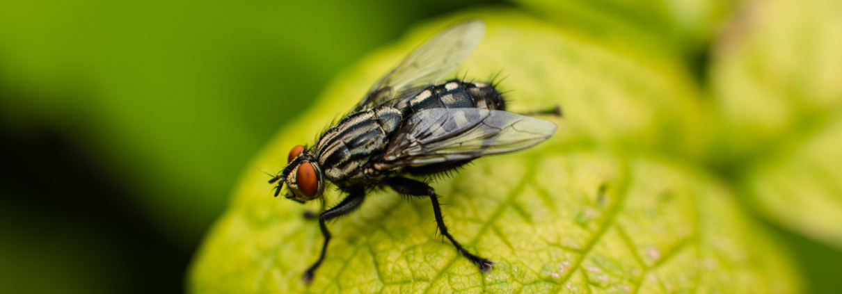 Pest Control, Johnston RI