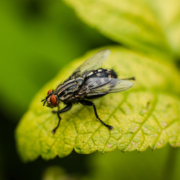 Pest Control, Johnston RI
