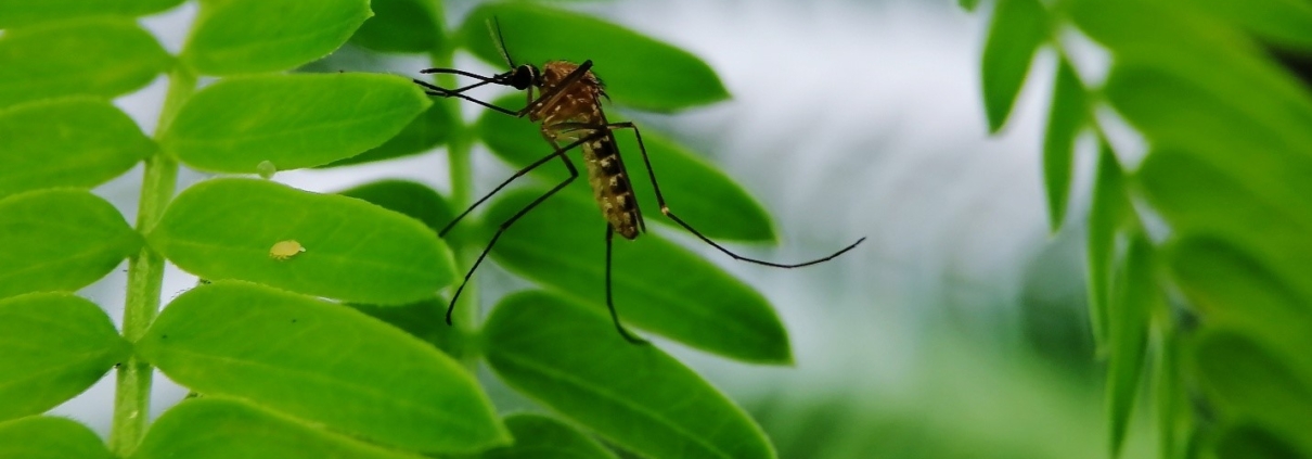Pest Control, Johnston RI
