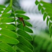 Pest Control, Johnston RI