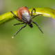 Pest Control, Johnston RI
