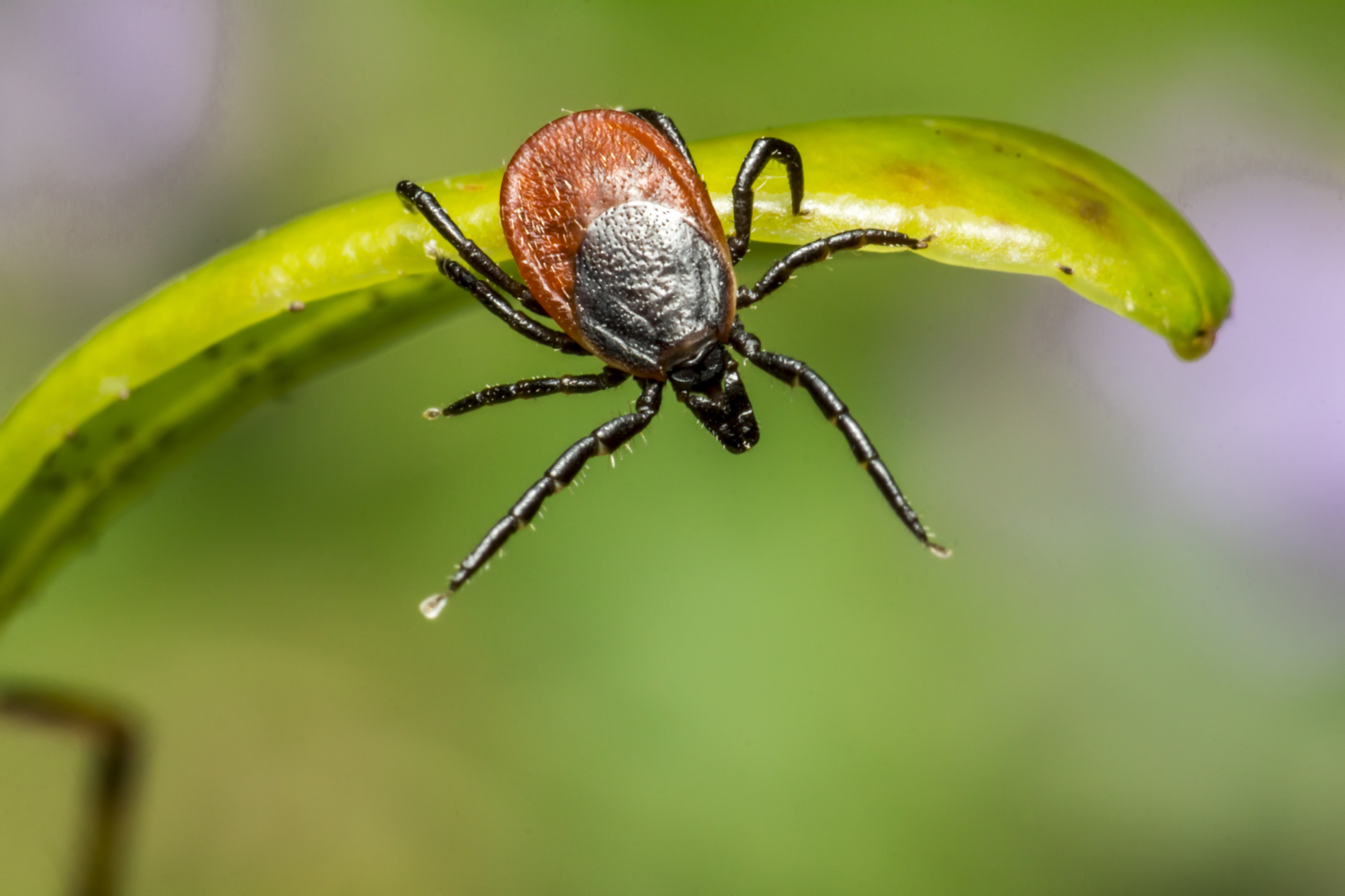 Pest Control, Johnston RI