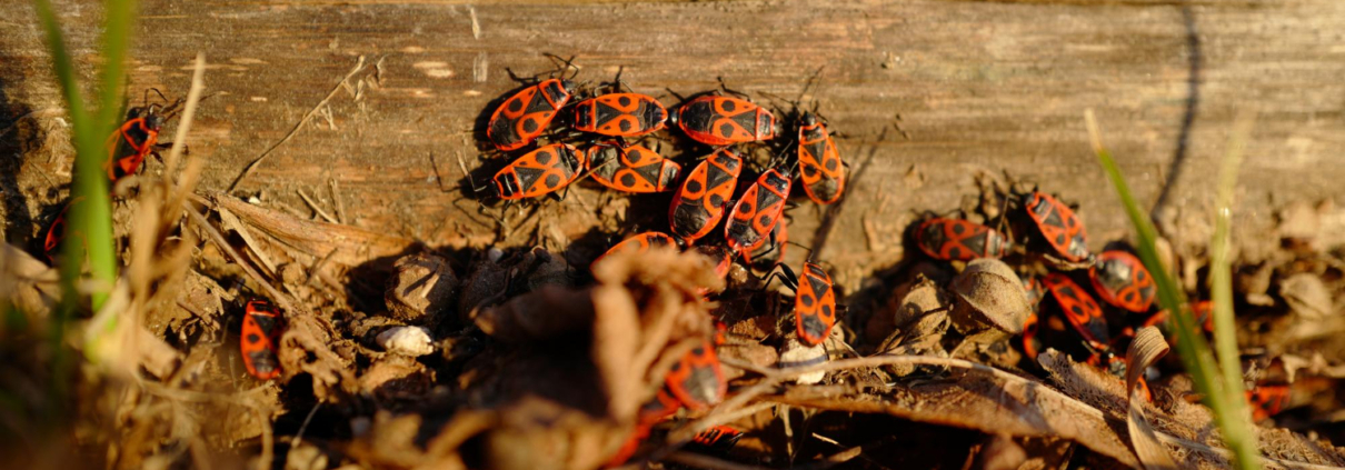 Pest Control, Johnston RI