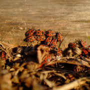 Pest Control, Johnston RI