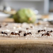 Pest Control, Johnston RI