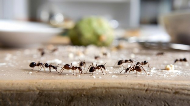 Pest Control, Johnston RI