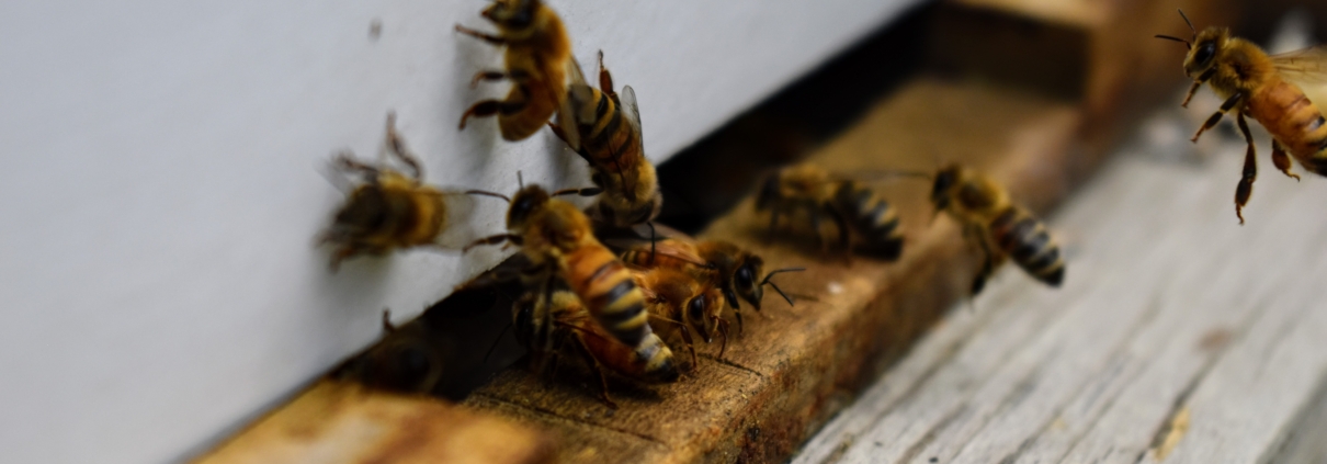 Pest Control, Johnston RI