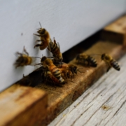 Pest Control, Johnston RI