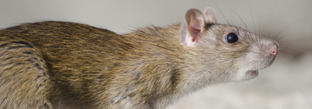 Pest Control Company, Johnston RI
