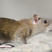 Pest Control Company, Johnston RI
