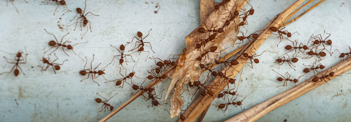 Pest Control, Johnston RI