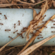 Pest Control, Johnston RI