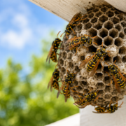 Pest Control Company, Johnston RI, Providence RI, Portsmouth RI
